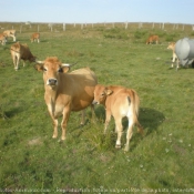 Photo de Vache - aubrac