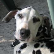 Photo de Dalmatien