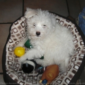 Photo de Coton de tulear