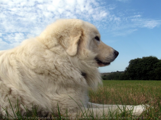 Photo de Chien de montagne des pyrnes