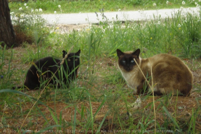 Photo de Chat domestique