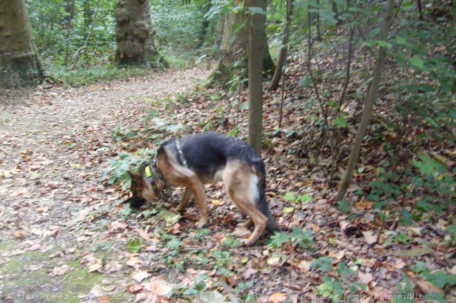 Photo de Berger allemand  poil court