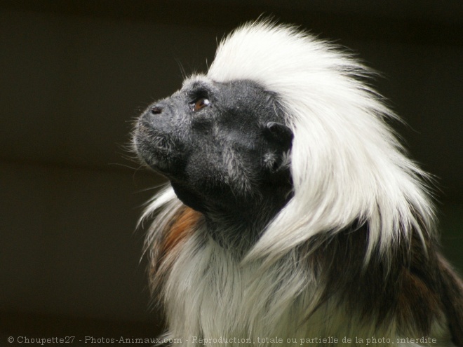 Photo de Singe - pinch  tte blanche