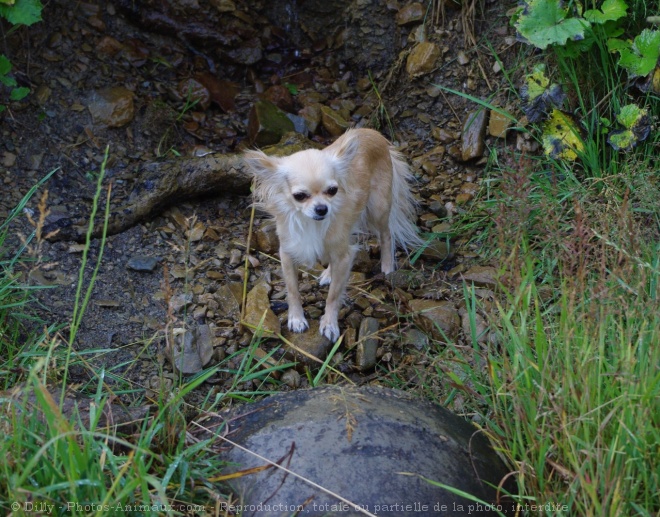 Photo de Chihuahua  poil long