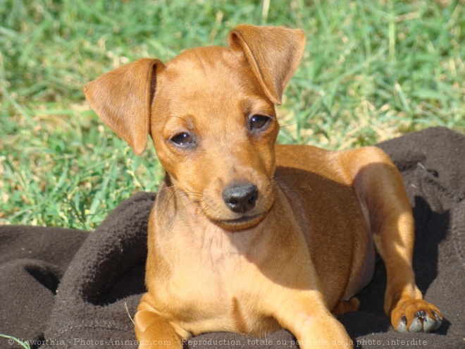 Photo de Pinscher nain