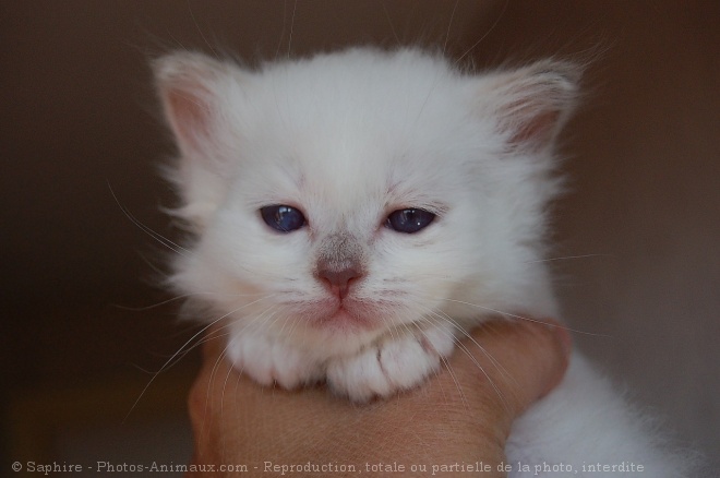 Photo de Sacr de birmanie