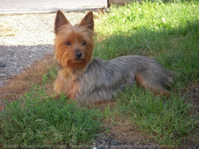 Photo de Yorkshire terrier