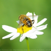 Photo d'Abeille