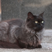 Photo de Chat domestique