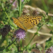 Photo de Papillon