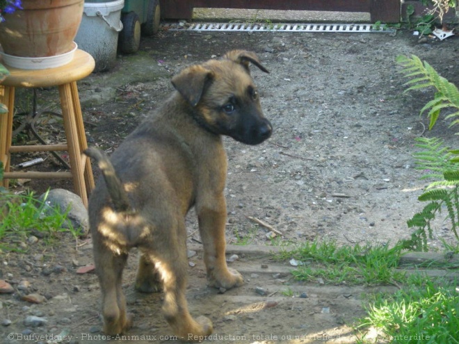 Photo de Berger belge malinois