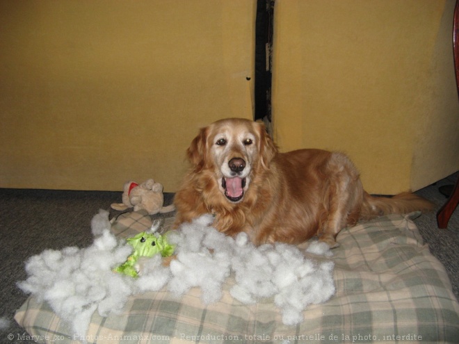 Photo de Golden retriever