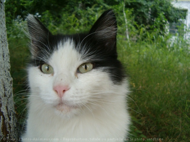 Photo de Chat domestique