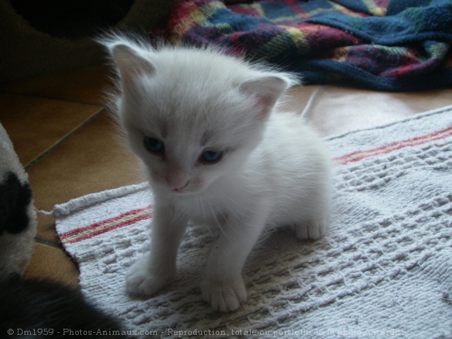 Photo de Chat domestique