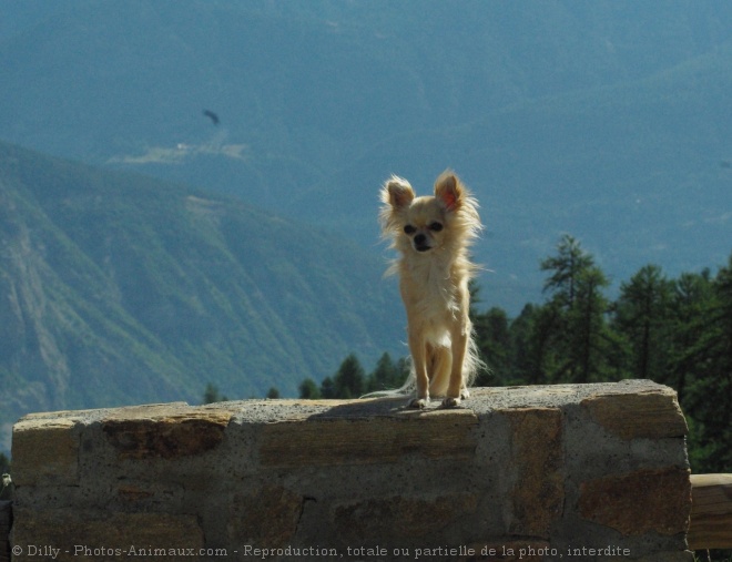 Photo de Chihuahua  poil long