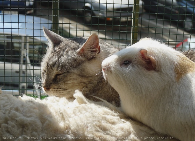 Photo de Races diffrentes