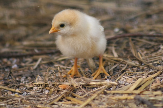 Photo de Poule