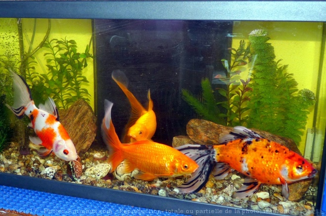 Photo de Poissons rouges