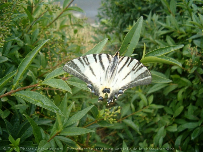 Photo de Papillon