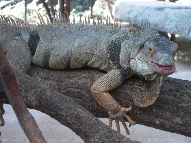 Photo d'Iguane