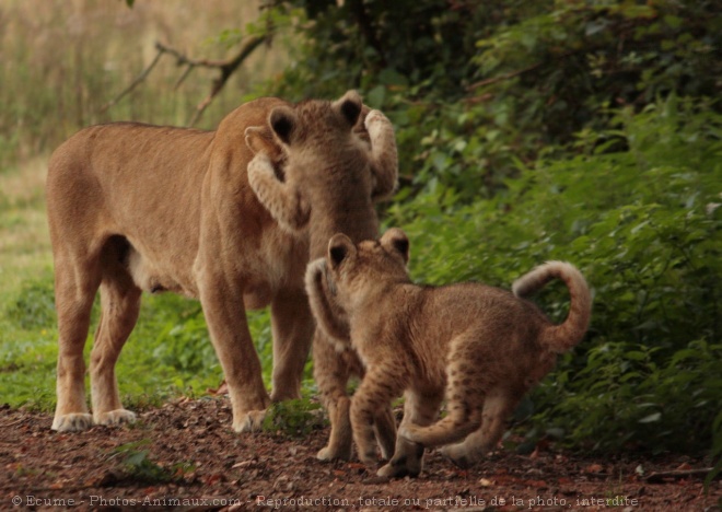 Photo de Lion