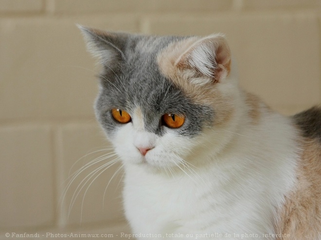 Photo de British shorthair