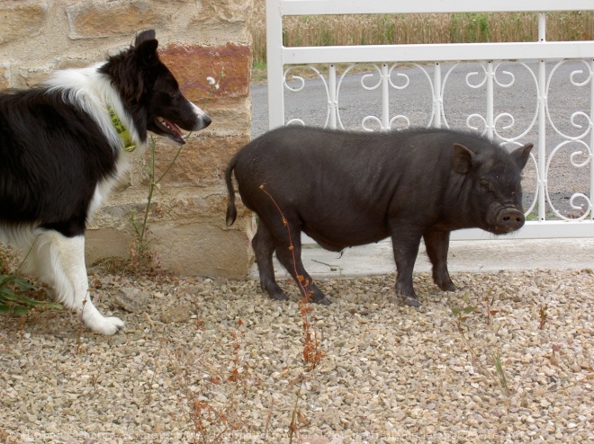 Photo de Border collie