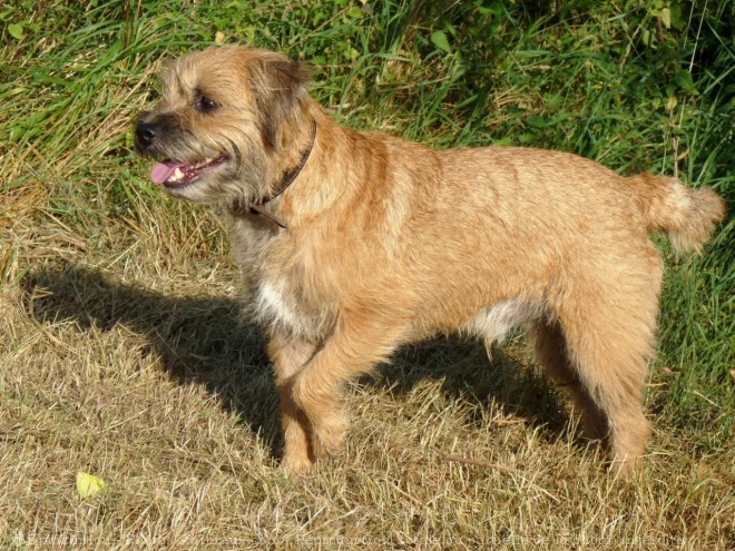 Photo de Border terrier