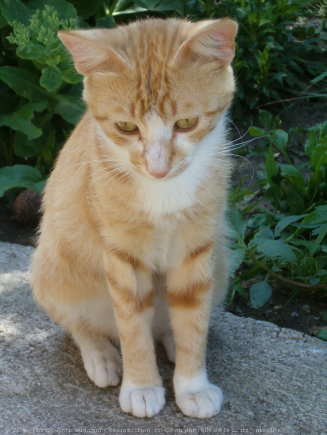 Photo de Chat domestique