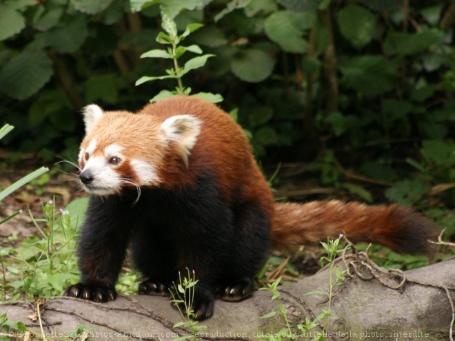 Photo de Panda roux