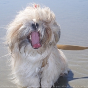 Photo de Shih tzu