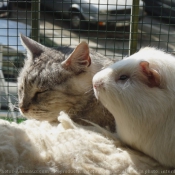 Photo de Races diffrentes