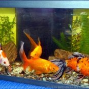 Photo de Poissons rouges