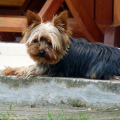 Photo de Yorkshire terrier