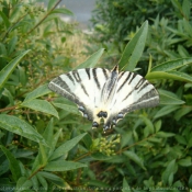 Photo de Papillon