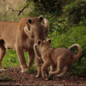 Photo de Lion