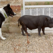 Photo de Border collie