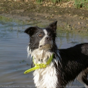 Photo de Border collie