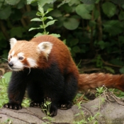 Photo de Panda roux