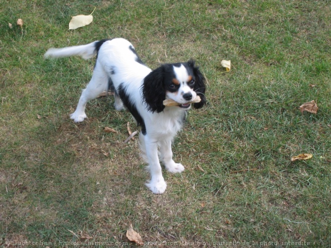 Photo de Cavalier king charles spaniel