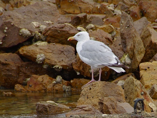 Photo de Goeland