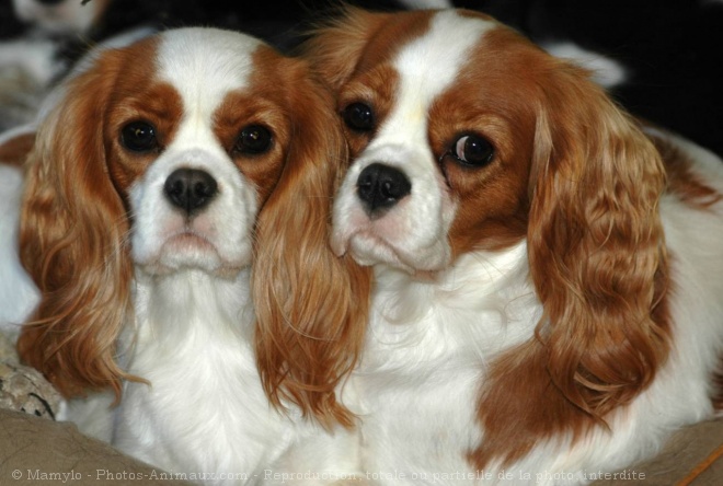 Photo de Cavalier king charles spaniel