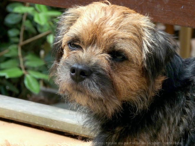 Photo de Border terrier