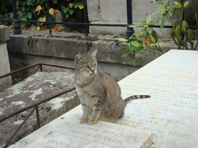 Photo de Chat domestique