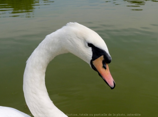 Photo de Cygne