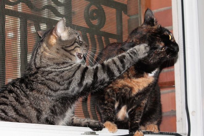 Photo de Chat domestique