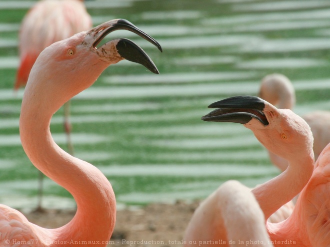 Photo de Flamand rose