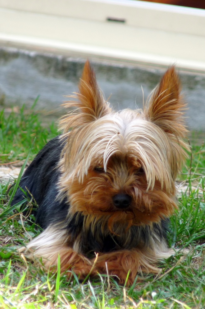 Photo de Yorkshire terrier