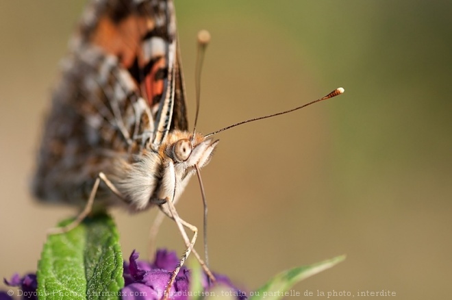 Photo de Papillon