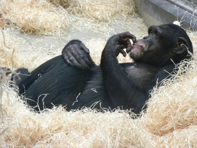 Photo de Singe - chimpanz